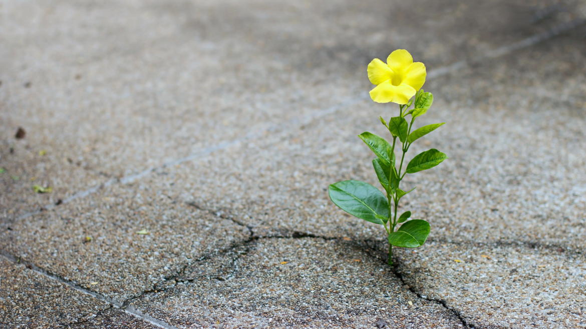 Small flower growing through a crack in pavement