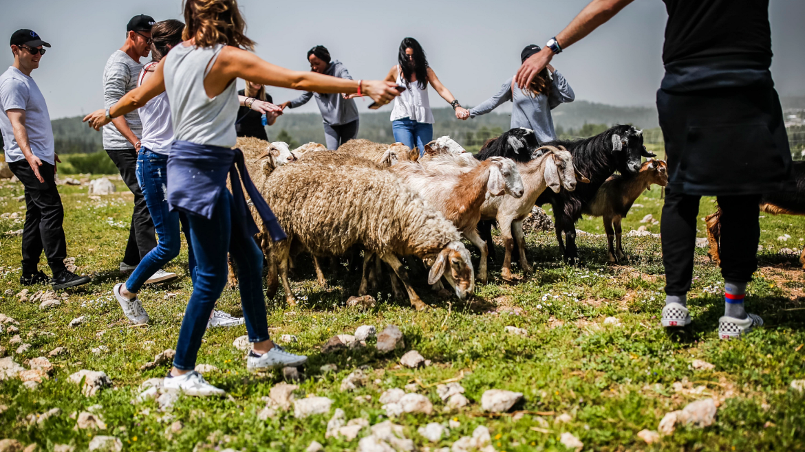 People circling around goats in a field